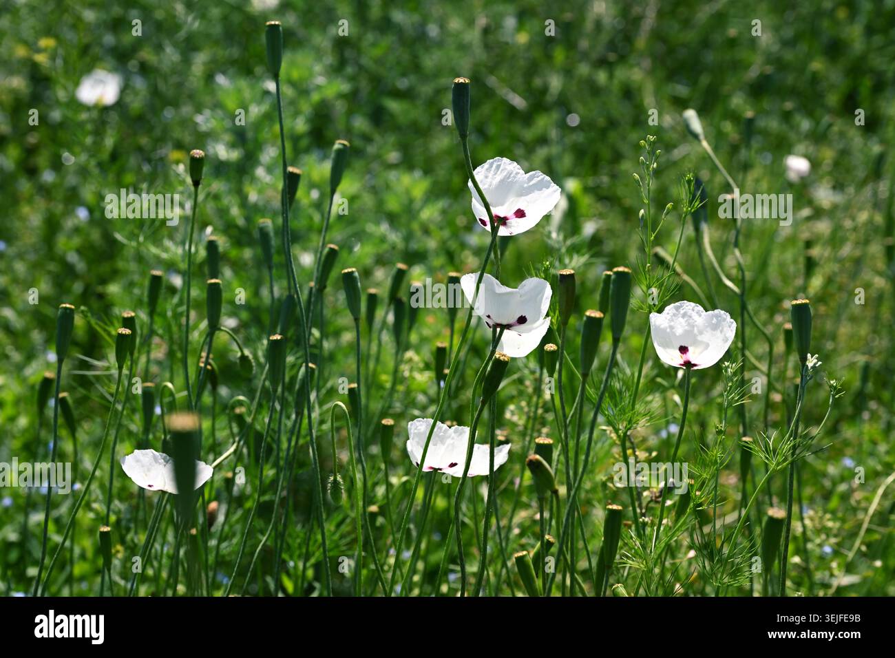 Papaver somniferum weiße Mohnblüten und Samenkapseln, Opiummohn auf Wiese Stockfoto