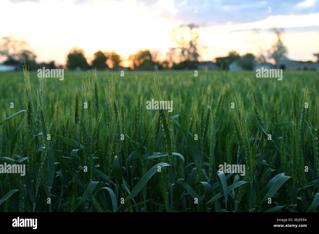 Hordeum vulgare Gerstenfeld bei Sonnenuntergang, grüne Gerstenohren im Abendlicht Stockfoto