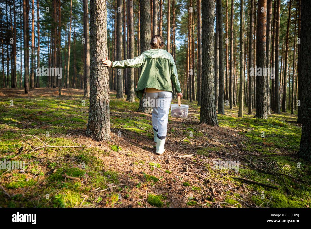 Rückansicht einer Frau, die im Herbst zwischen Kiefern durch den Wald spaziert und Pilzsuche sucht Stockfoto