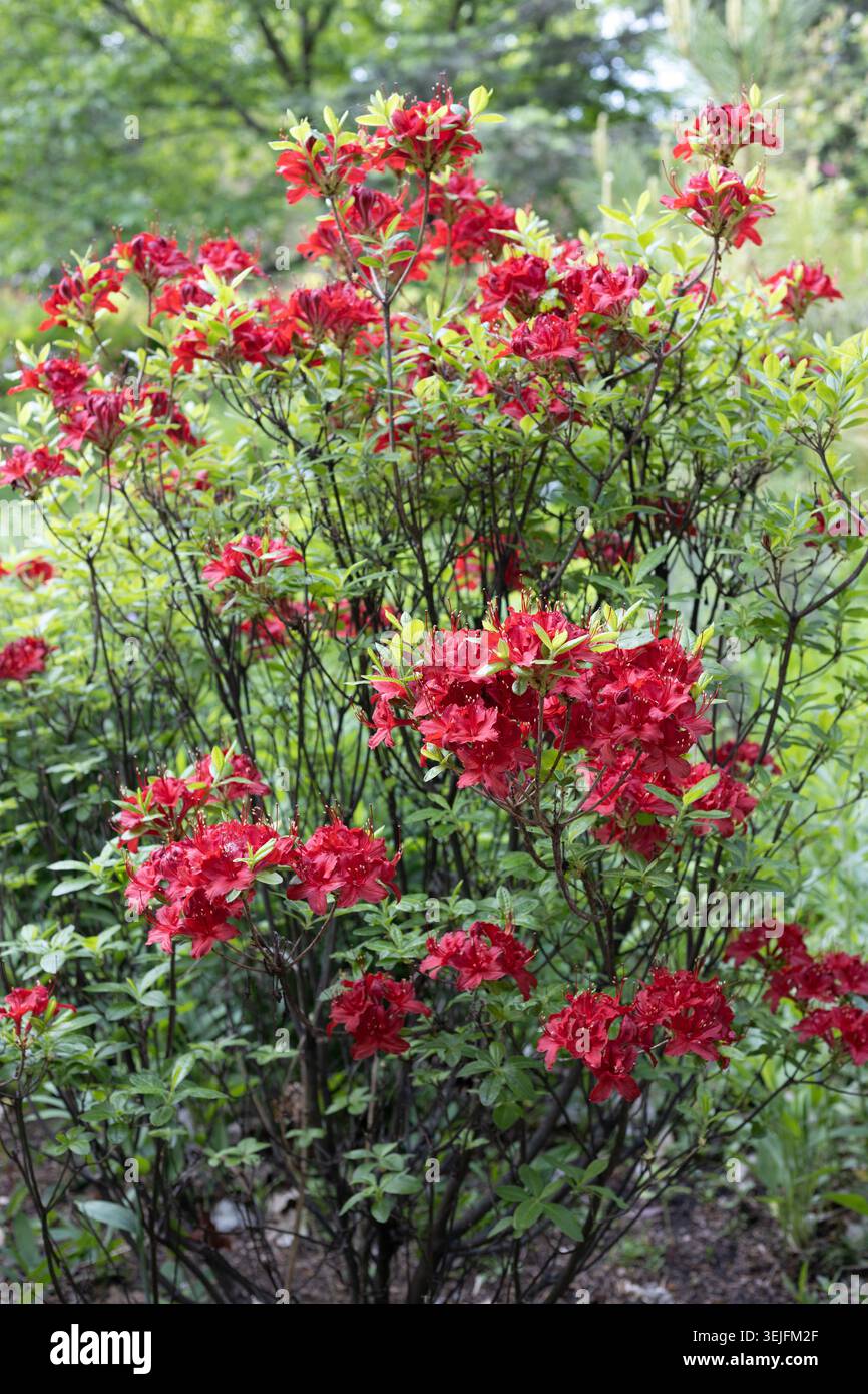 Rhododendron „elektrische Lichter Rot“ Azaleenbusch. Stockfoto