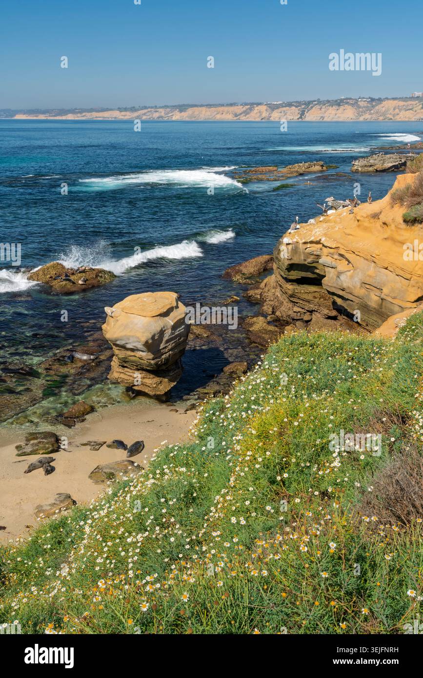 Tierwelt auf den ockerfarbenen Klippen in La Jolla, Kalifornien, USA. Stockfoto