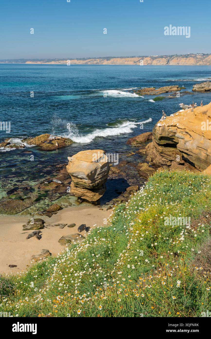 Tierwelt auf den ockerfarbenen Klippen in La Jolla, Kalifornien, USA. Stockfoto