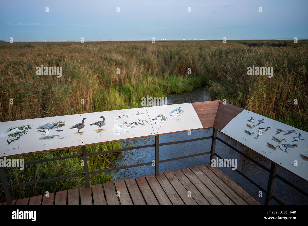 Ornithologische Beobachtungsstelle für wandernde und lebende Vogelarten entlang der Küste im Herbst Stockfoto