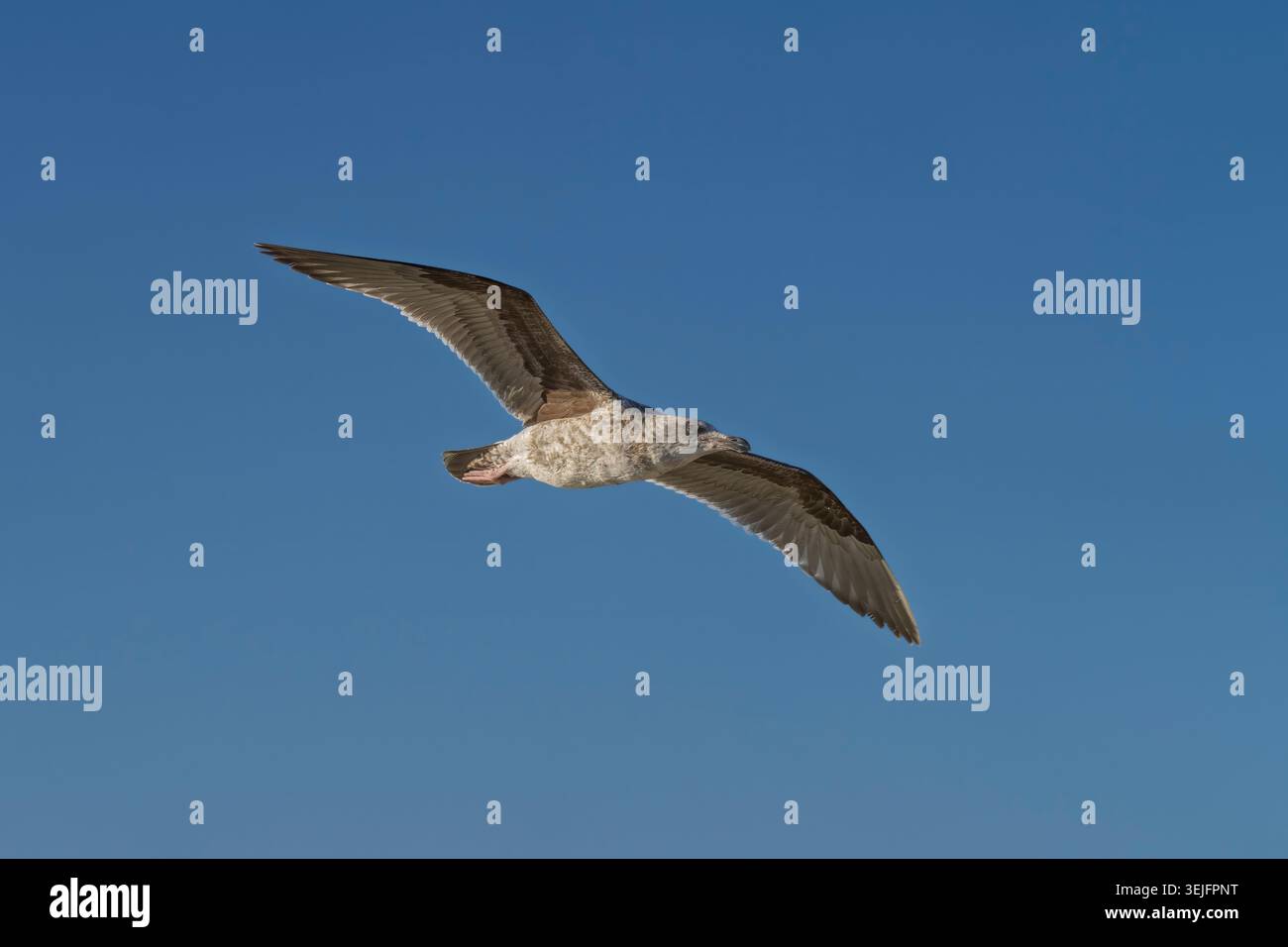 Eine Möwe im Flug in La Jolla, Kalifornien, USA. Stockfoto
