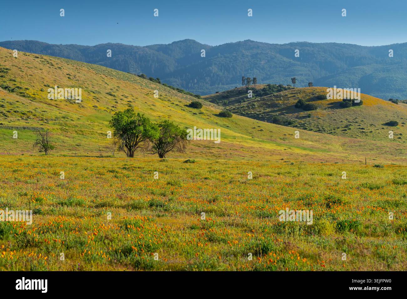 Grüne Weiden mit Wildblumen im Antelope Valley in der Nähe von Lancaster, Kalifornien, USA. Stockfoto