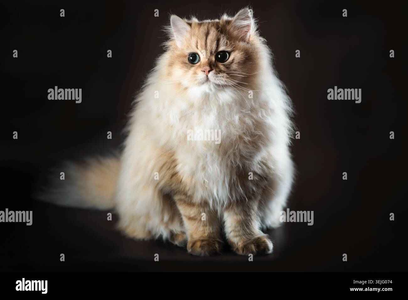 Britische langhaarige Katze, die auf schwarzem Hintergrund sitzt Stockfoto