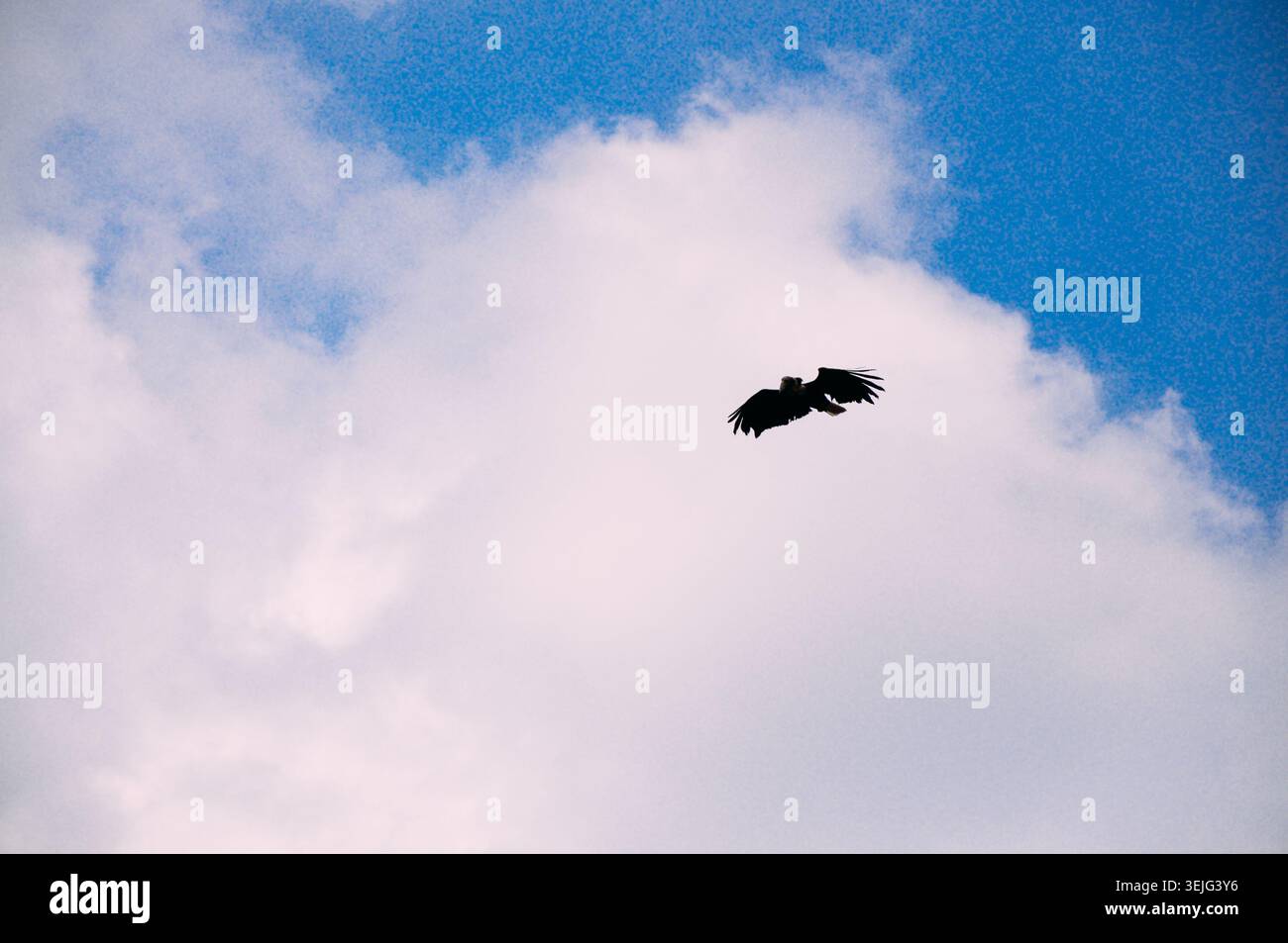 Silhouette eines großen Vogels, wahrscheinlich eines Adlers, der vor dem Hintergrund eines blauen Himmels mit verstreuten weißen Wolken aufsteigt. Die Flügel des Vogels sind vollständig ausgestreckt, Stockfoto