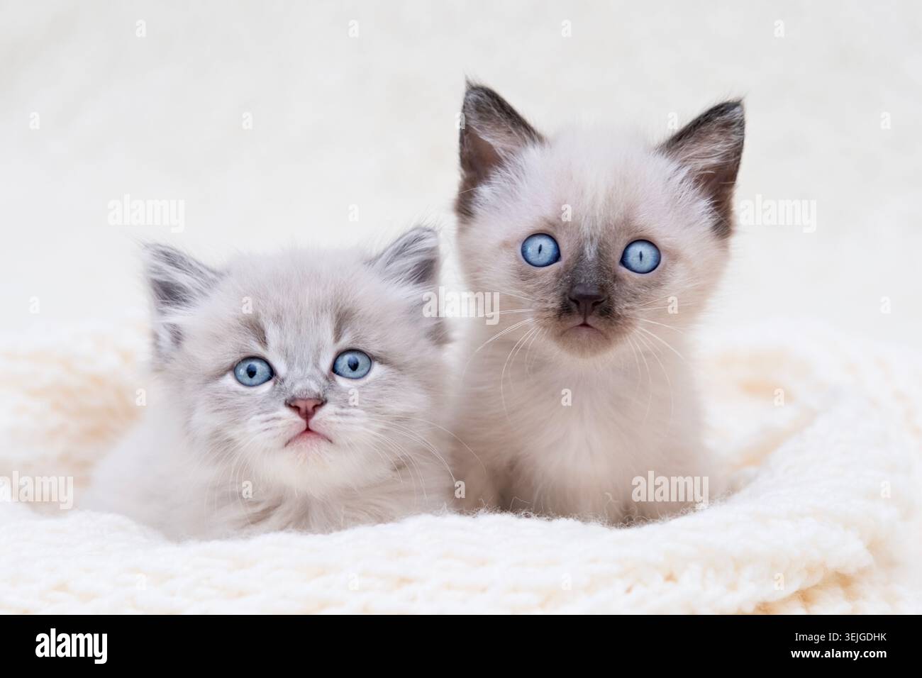 Zwei kleine graue Kätzchen mit blauen Augen liegen auf hellem Hintergrund. Stockfoto