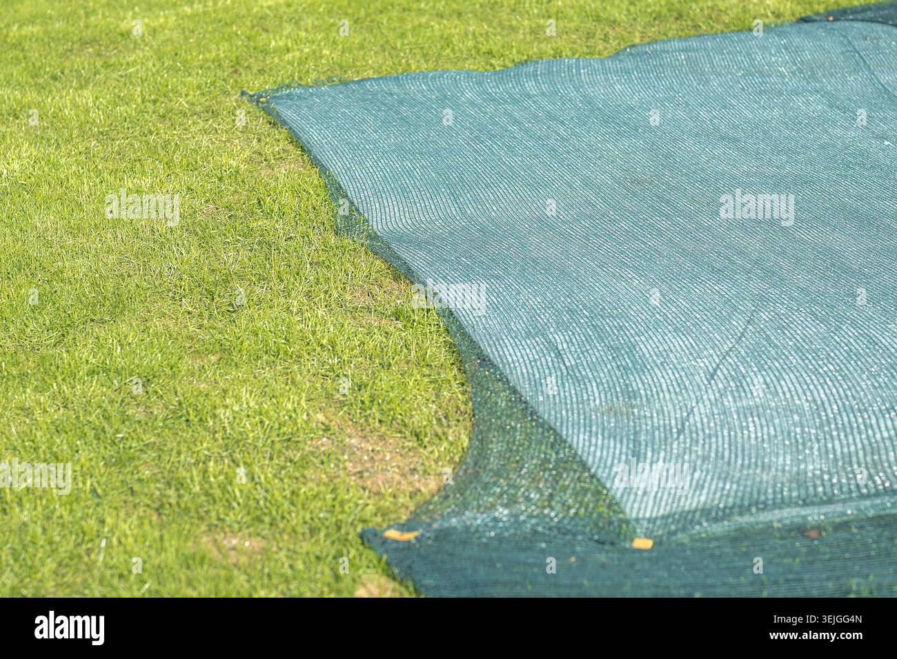 Technologie für den Anbau von üppigem Rasen mit Netzen, um den Boden abzudecken und das Wachstum der Setzlinge zu schützen. Stockfoto