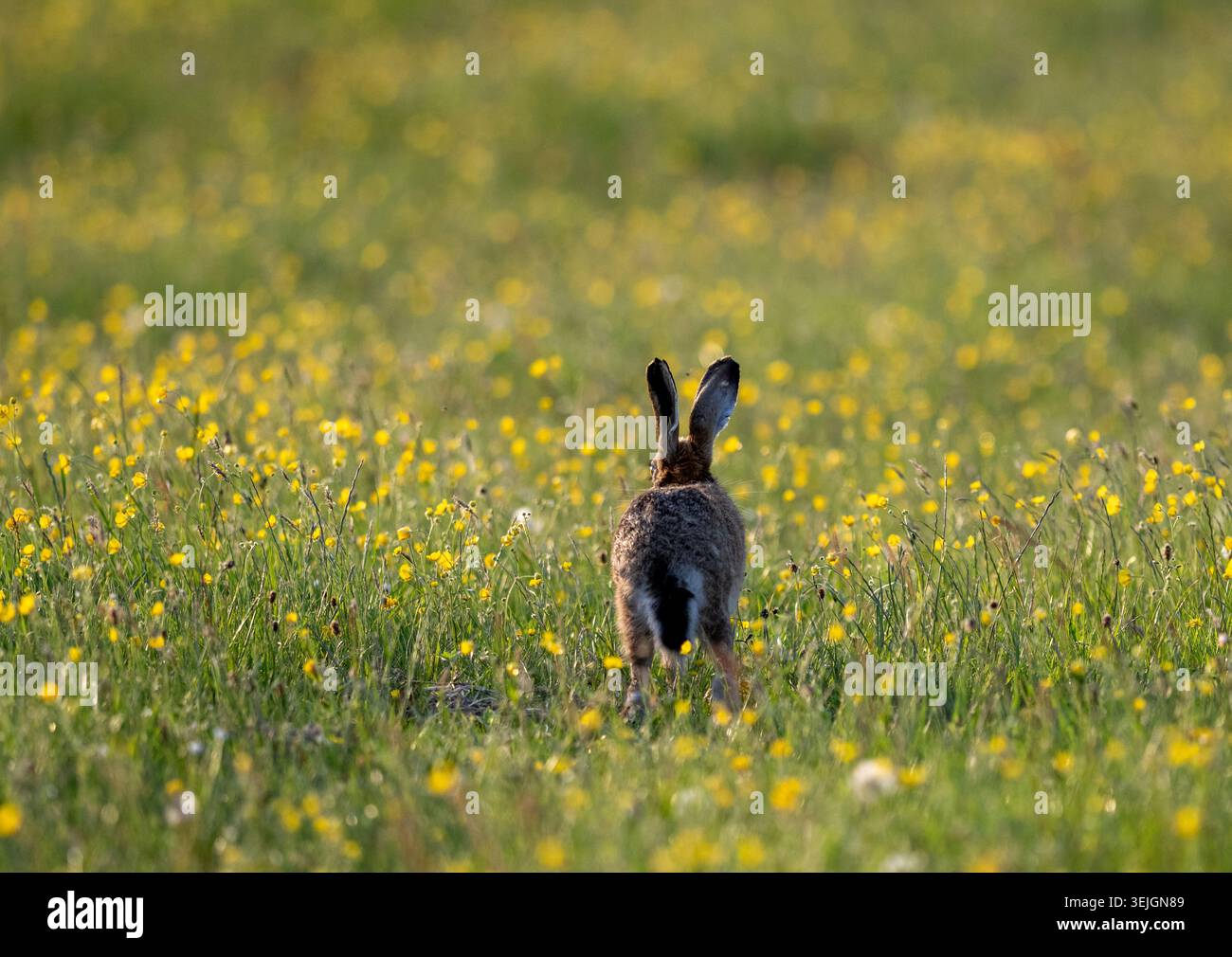 Brown Hare, Lepus europaeus, zieht durch eine Wildblumenwiese in den Yorkshire Dales, Großbritannien. Stockfoto