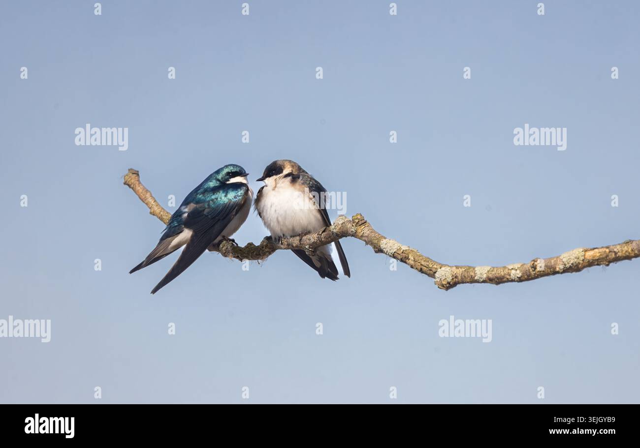 Die Liebe liegt in der Luft für die Vögel Stockfoto
