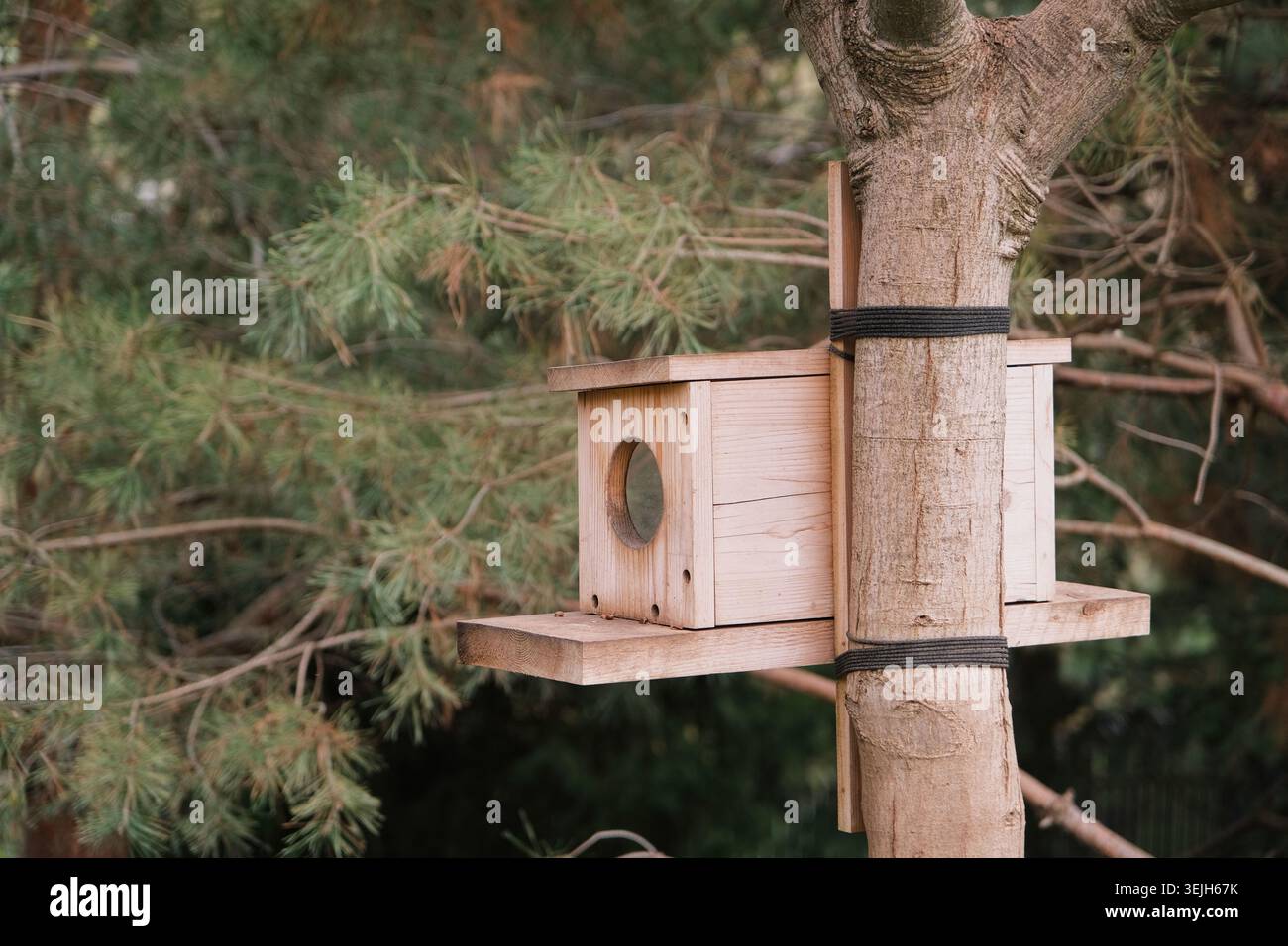 Vogelhäuschen auf einem Baum Stockfoto