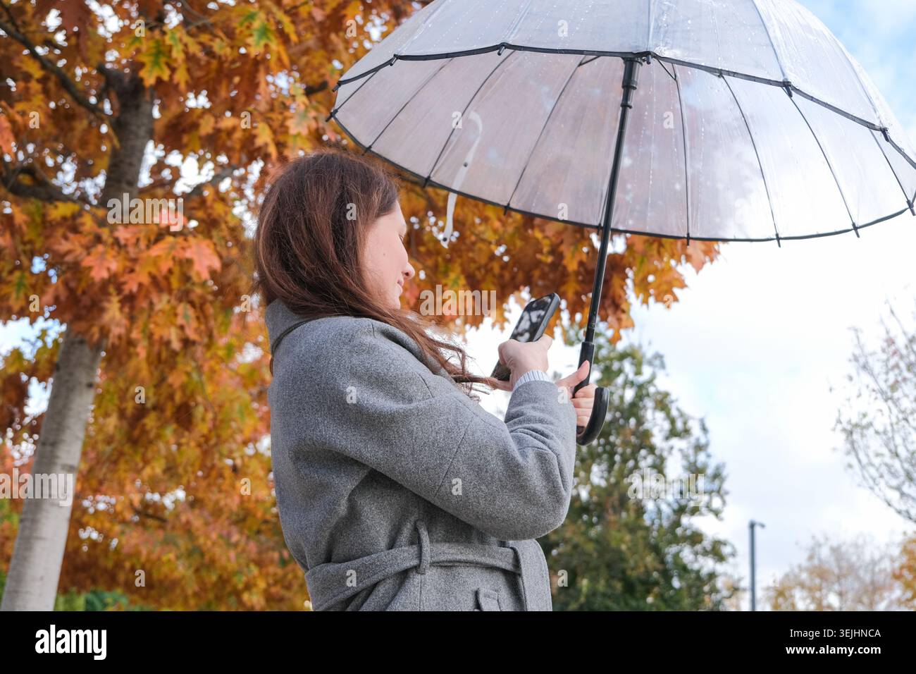 Erwachsene Frau, die Fotos von Herbstlaub im Park oder Wald macht, die unter einem Regenschirm stehen Stockfoto