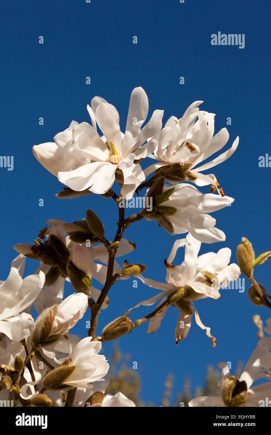 Stellata Magnolienbaum in Blume Stockfoto