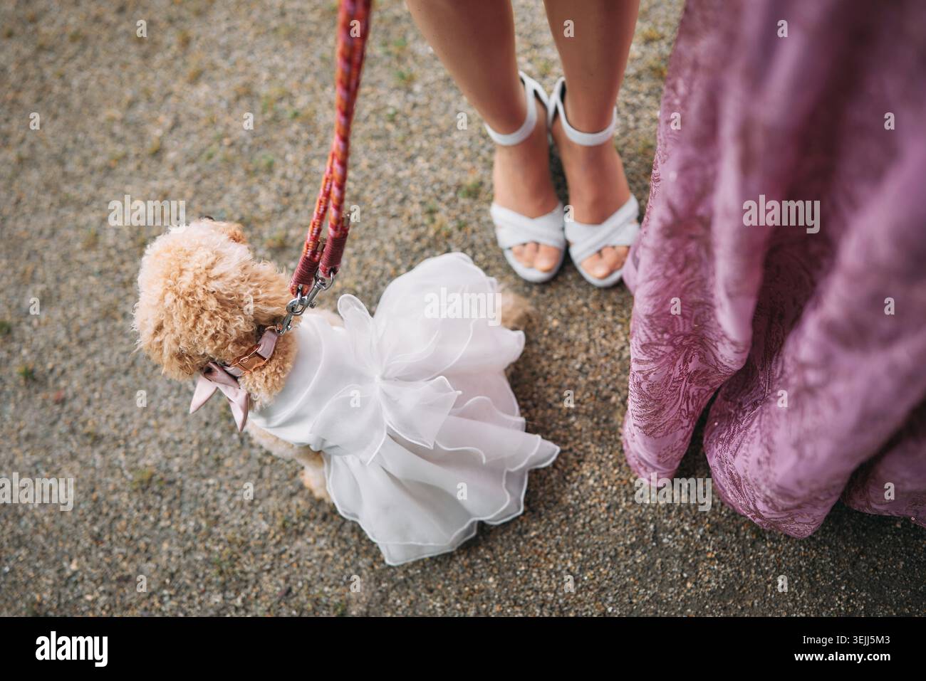 Pudelhund in einem Hochzeitskleid an der Leine, stehend neben der Braut in High Heels und einer Brautjungfer in einem rosafarbenen Kleid, Hochwinkelansicht. Stockfoto