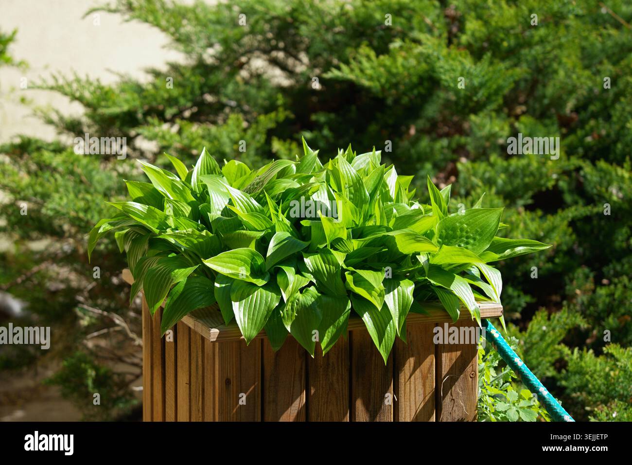 Hosta lanceolata, schmalblättriges Laub wächst an sonnigen Tagen in einem Holzbehälter Stockfoto
