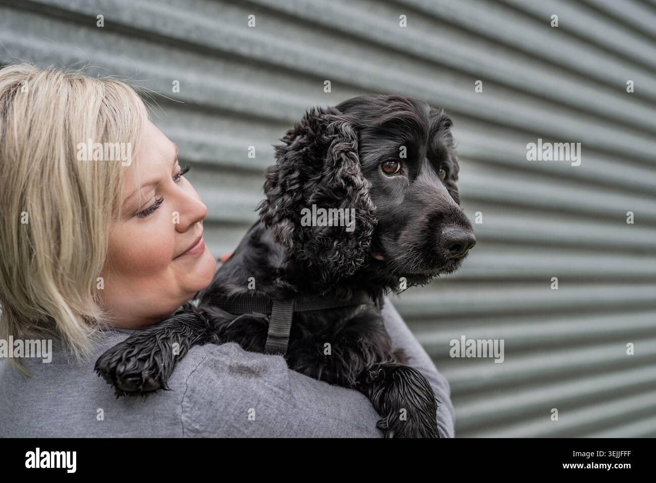 Eine junge Frau, die ihren Cocker Spaniel Hund auf grauem Hintergrund hält Stockfoto