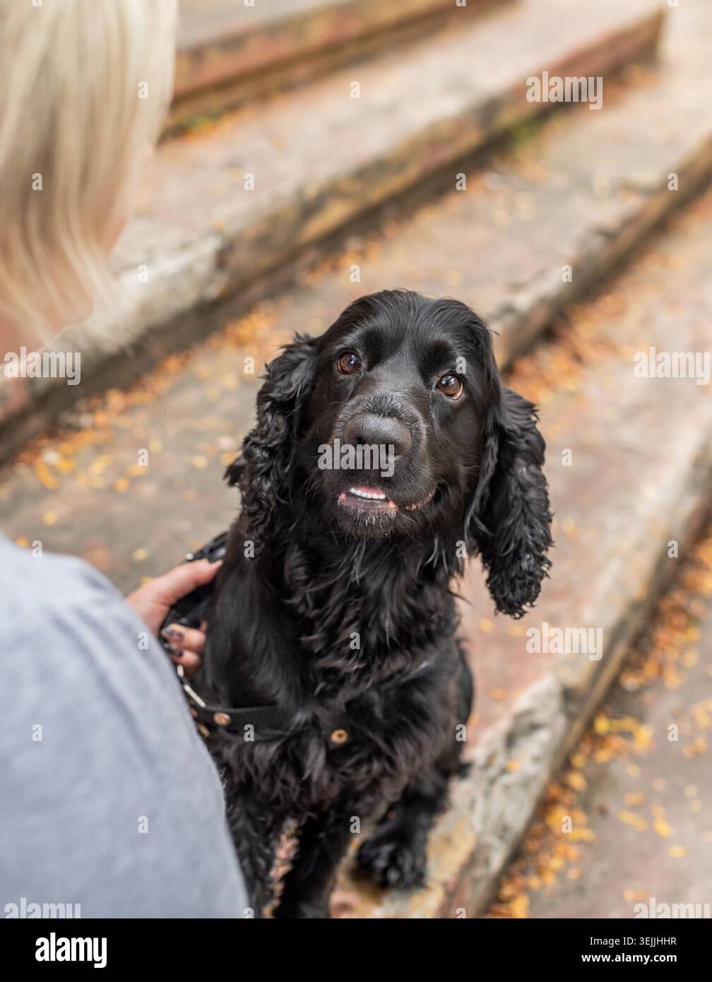 Black Cocker Spaniel sitzt an einem Herbsttag mit dem Besitzer auf der Treppe Stockfoto