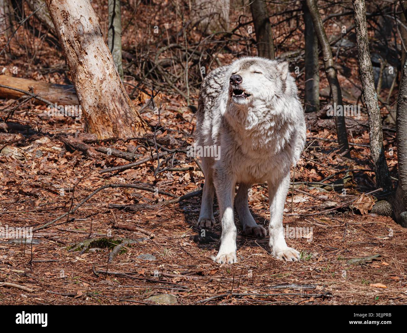 Grauer Wolf, der im Wald spricht, zeigt detailliertes Fell und natürliche Umgebung. Stockfoto