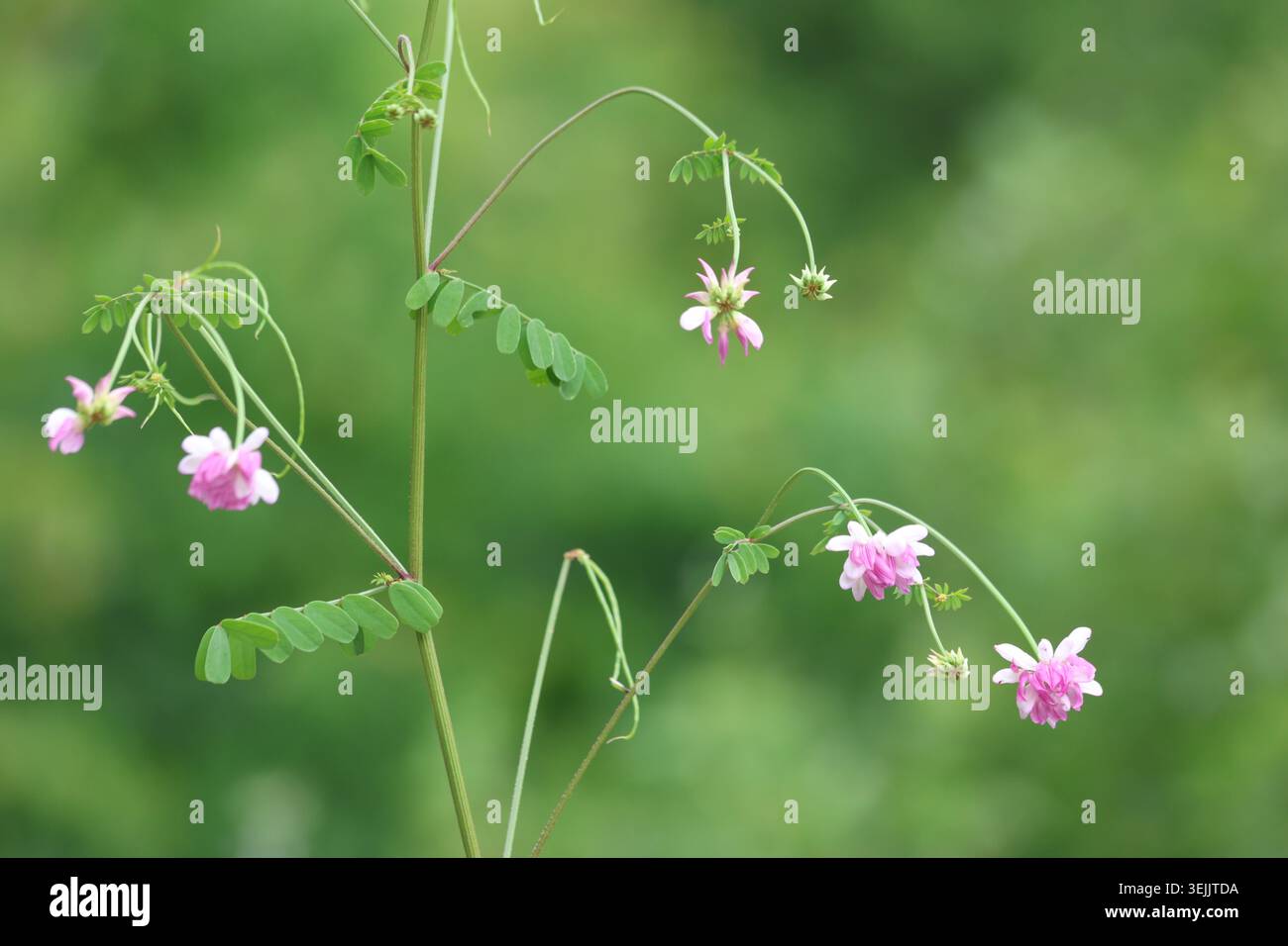 Wilde Securigera Varia (Coronilla varia) blüht mit rosa und weißen Kronenwicken-Blüten in der Natur Stockfoto