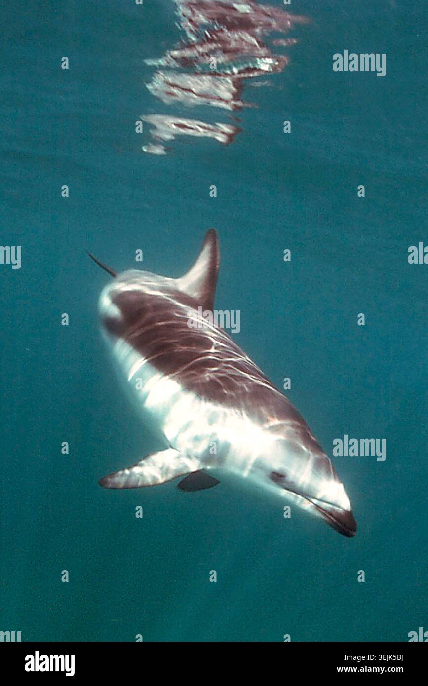 Argentinien - Puerto Madryn, Springender Delfin Stockfoto