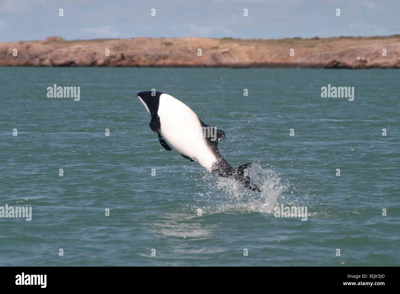Argentinien - Puerto Madryn, Jakobitendelfin Stockfoto