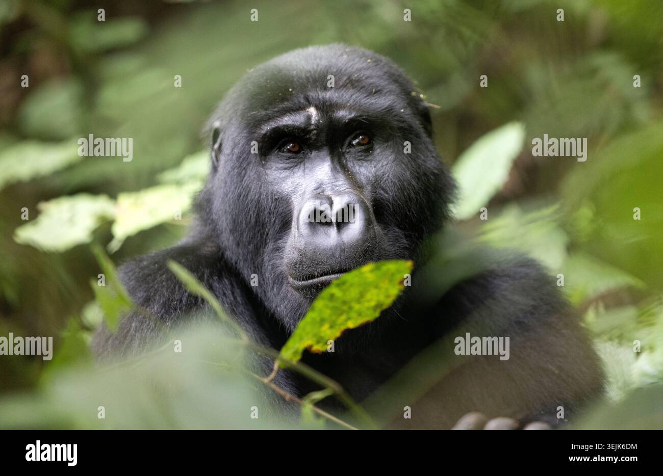 Berggorillas (Gorilla Beringei Beringei), Virunga-Nationalpark, Ruanda, Afrika Stockfoto