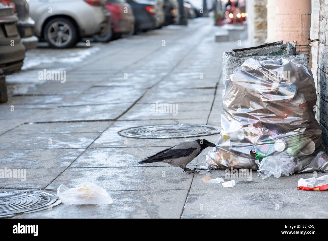 Krähen picken Plastikmüllbeutel auf der Straße auf der Suche nach Nahrung, Vögel überleben im Winter in der Stadt. Stockfoto