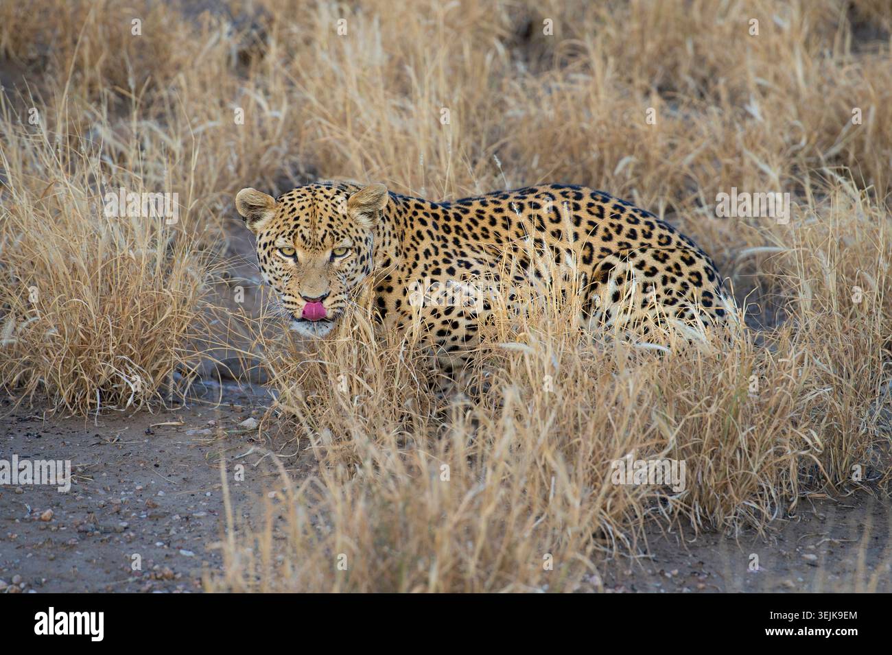 Leopard (Panthera Pardus), Khomas Region, Namibia Stockfoto