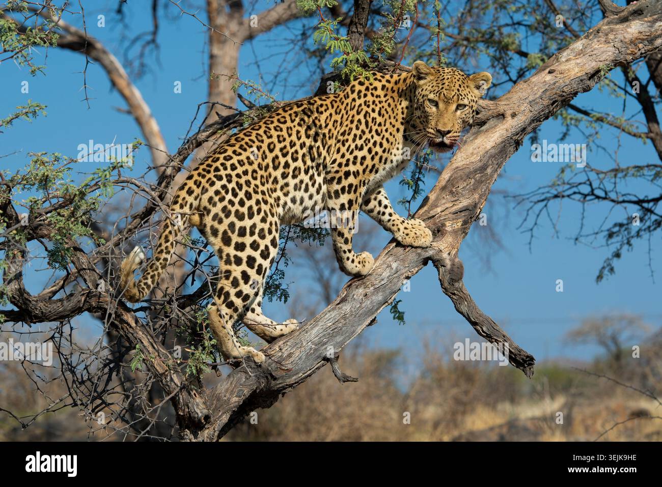 Leopard (Panthera Pardus), Khomas Region, Namibia Stockfoto