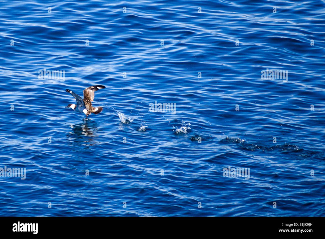 001-012025-1807 Stockfoto