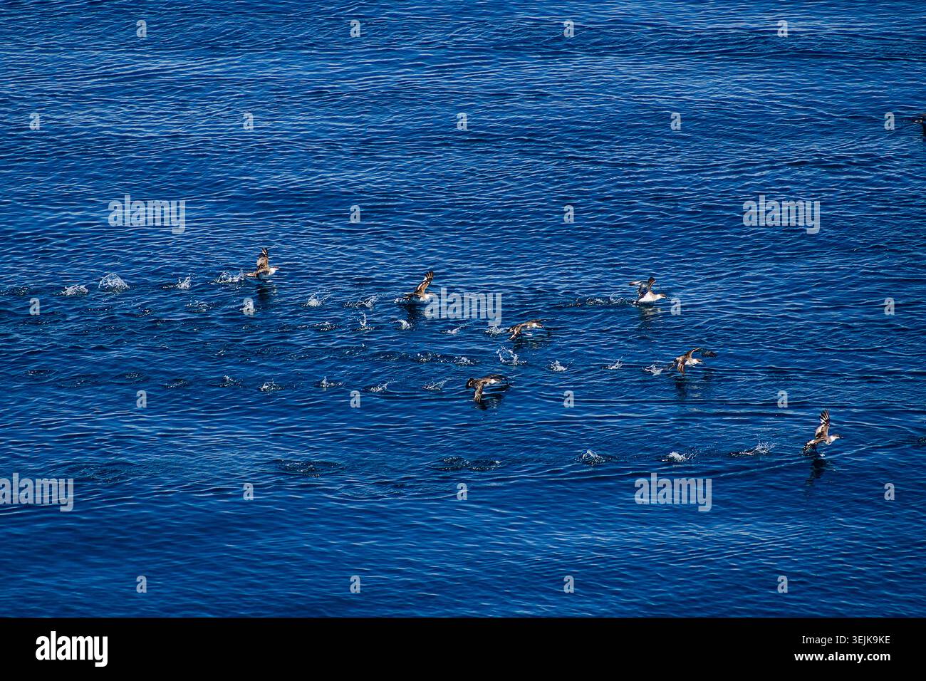 001-012025-1803 Stockfoto