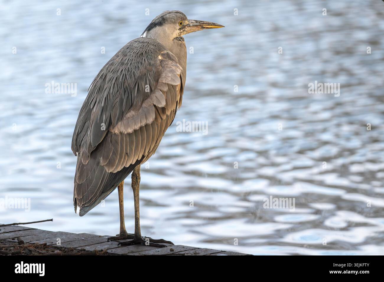 Graureiher (Ardea cinerea), der bei bedecktem Licht auf dem Steg am Fluss ruht, Battersea Park, London, Großbritannien Stockfoto