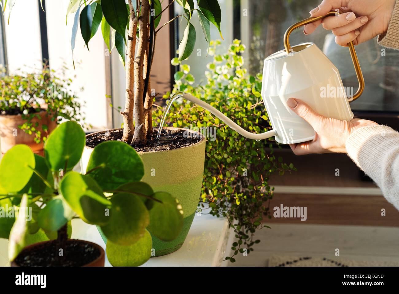Weibchen gießen Wasser in Blumentopf mit Indoor-Zimmerpflanze auf Fensterbank arbeiten mit Pflanzen als Hobby Stockfoto