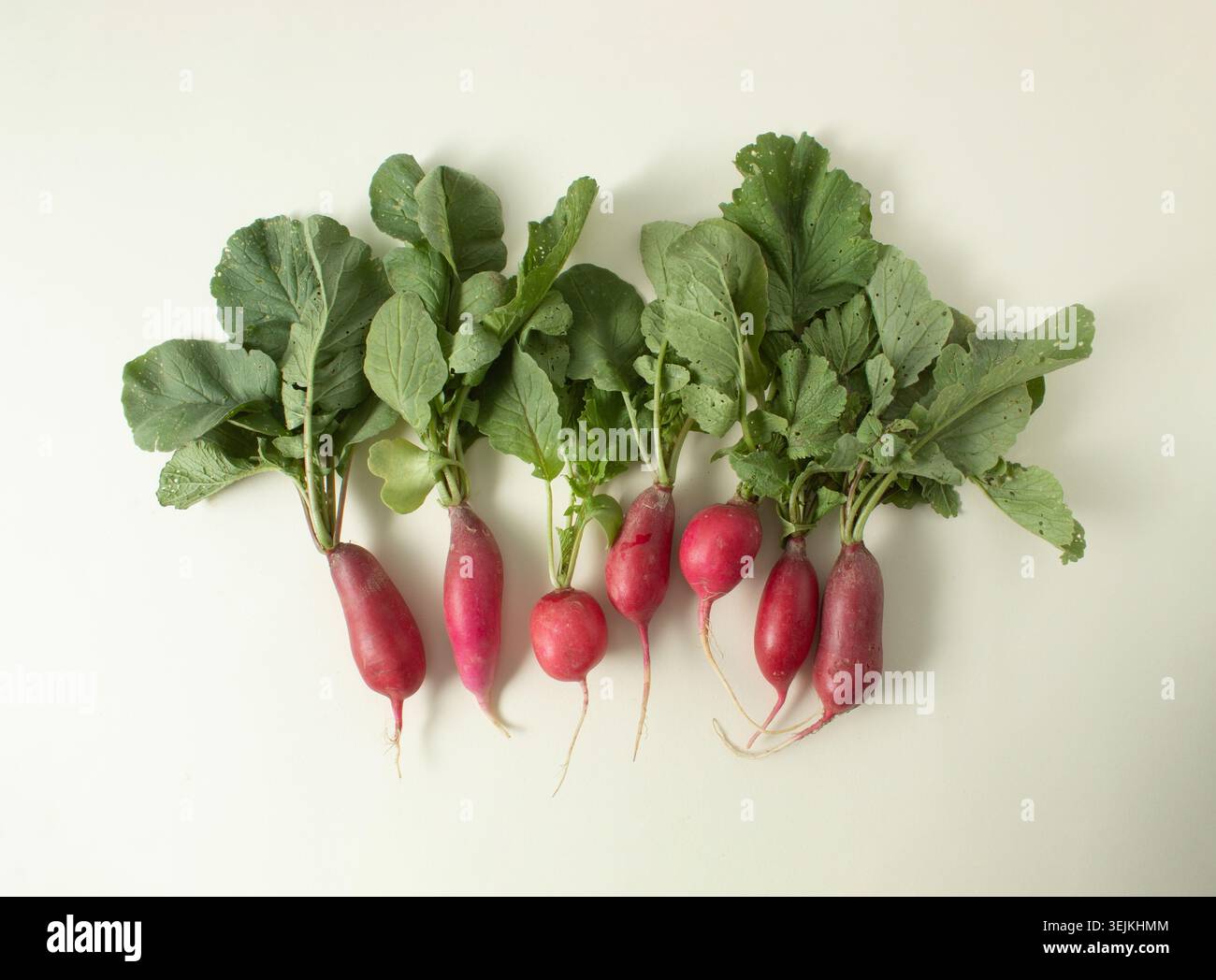 Gruppe von frischen Bio-Radieschen mit grünen Blättern, fotografiert auf warmem, neutralem Hintergrund in sauberem, minimalistischem Stil. Stockfoto