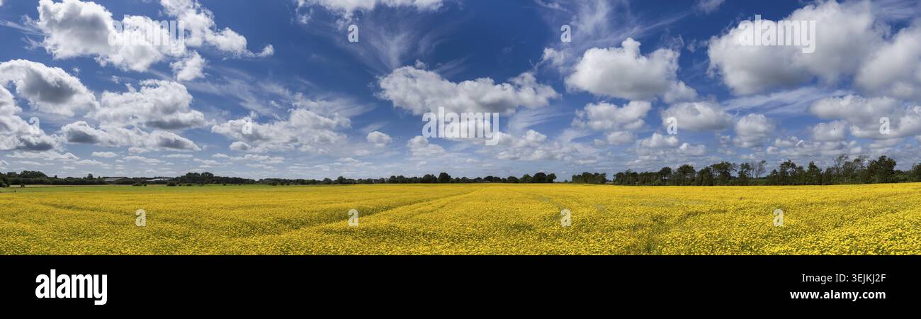 Feld voller gelber Blüten von Stockfoto