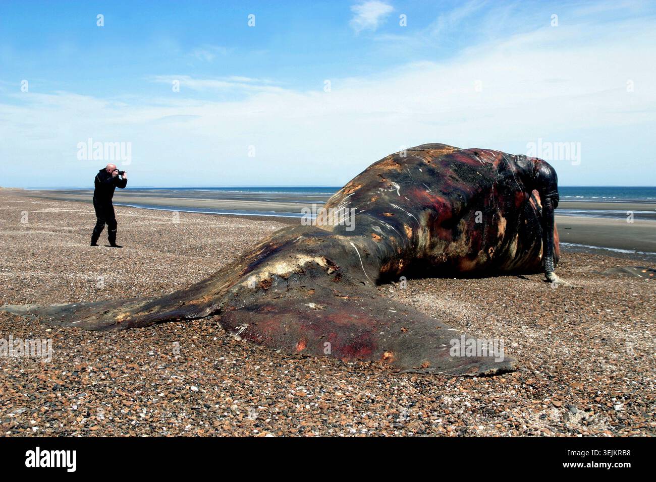 Argentinien - Puerto Piramides, toter Wal am Strand Stockfoto