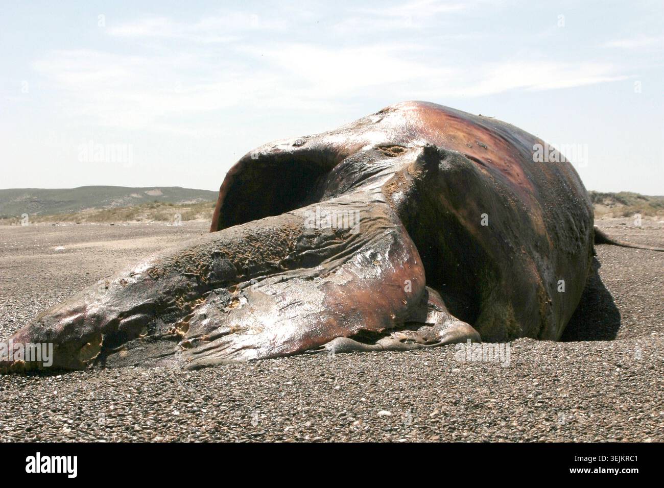 Argentinien - Puerto Piramides, toter Wal am Strand Stockfoto