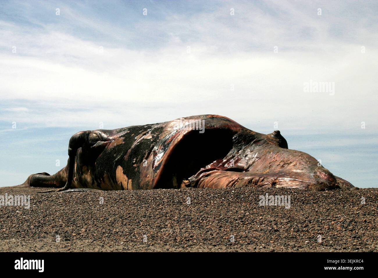 Argentinien - Puerto Piramides, toter Wal am Strand Stockfoto