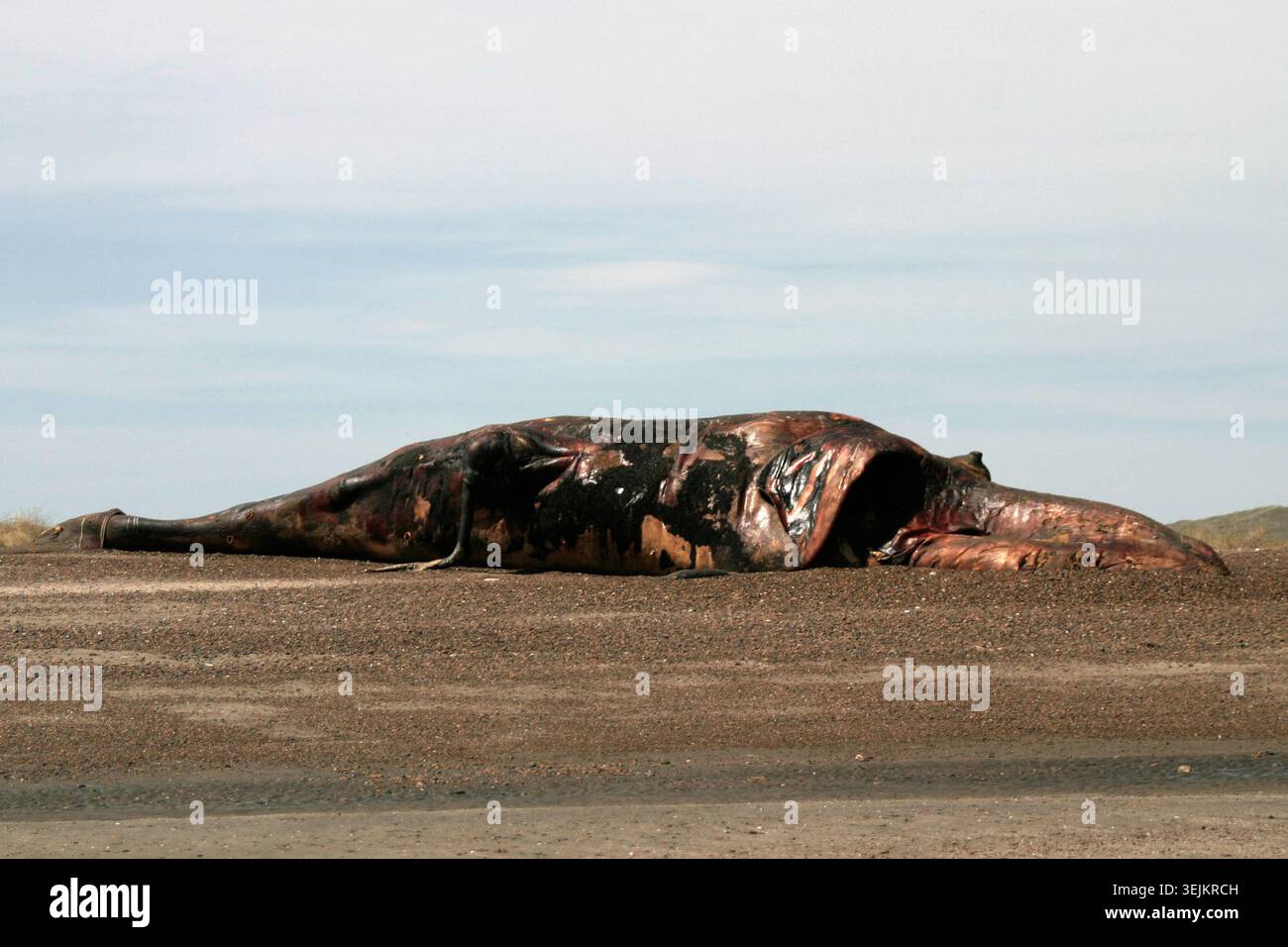 Argentinien - Puerto Piramides, toter Wal am Strand Stockfoto