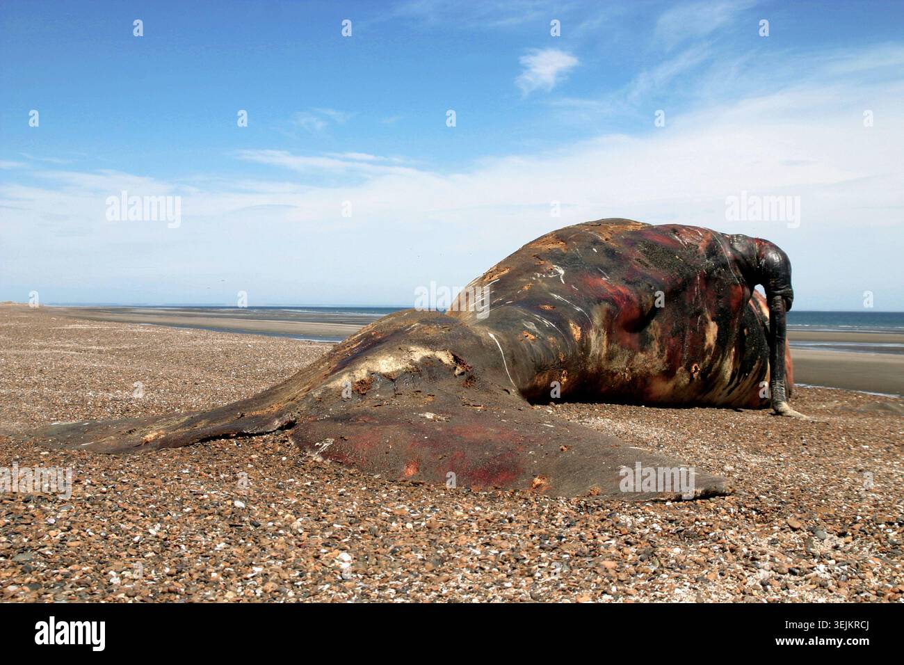 Argentinien - Puerto Piramides, toter Wal am Strand Stockfoto