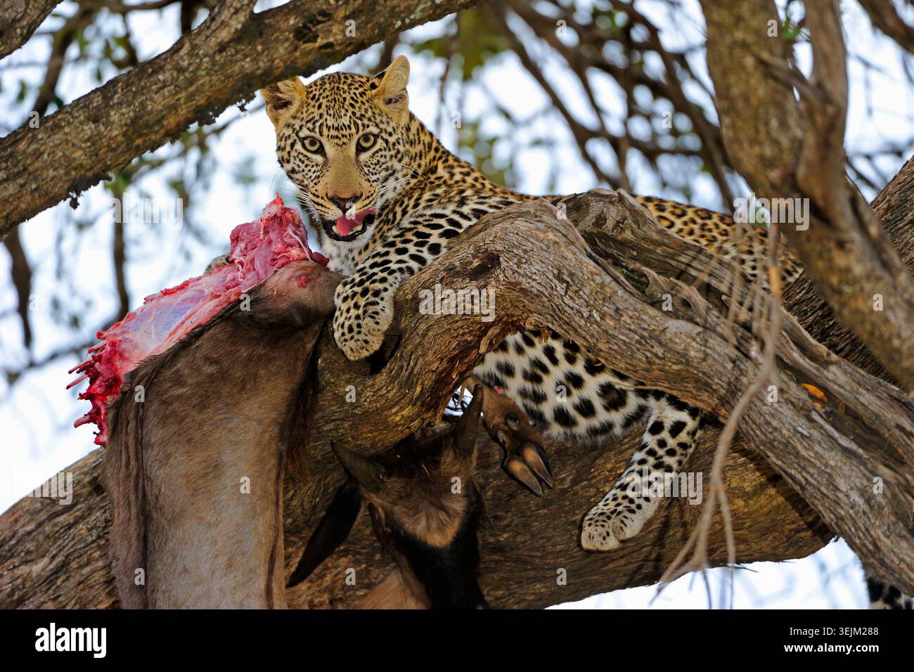 Leopard (Panthera pardus) frisst Erbeutets GNU, Stripgnu, Wei Stockfoto