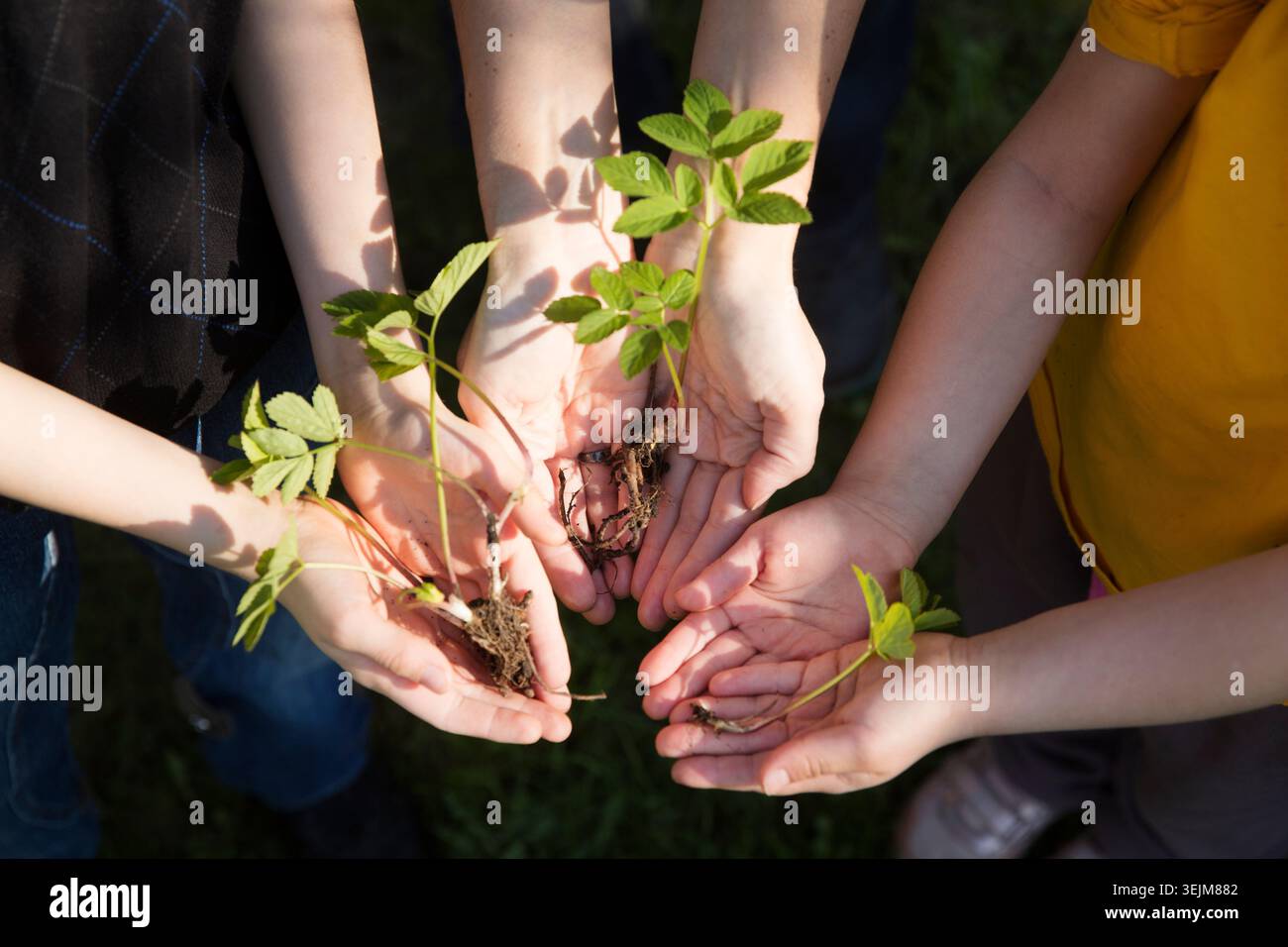 Konzept des Erdtags, Bio-Gartenbau, Ökologie. Die Hände eines Erwachsenen und eines Kindes halten die Setzlinge im Garten an einem Frühlingstag Stockfoto