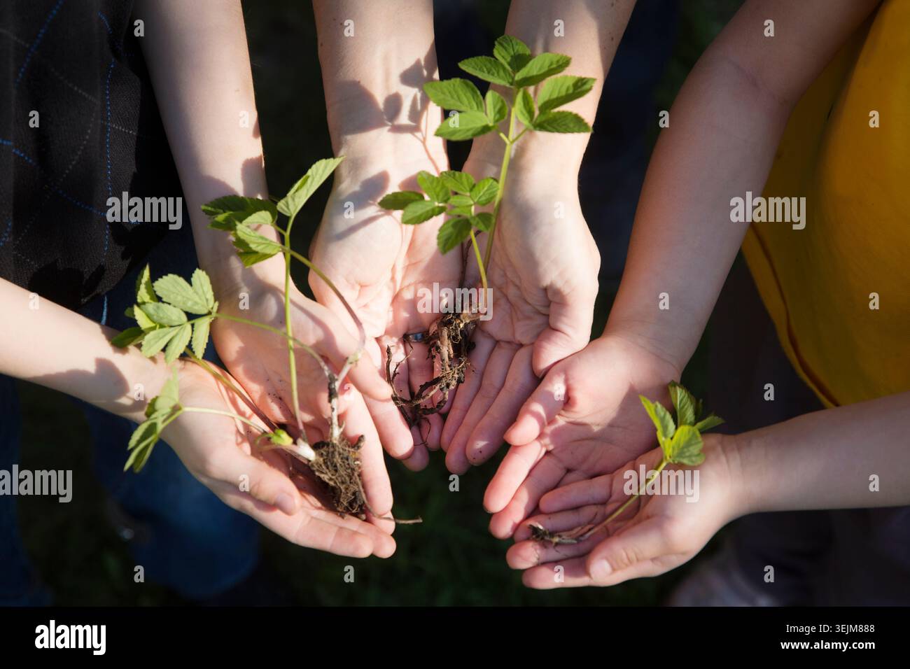 Konzept des Erdtags, Bio-Gartenbau, Ökologie. Die Hände eines Erwachsenen und eines Kindes halten die Setzlinge im Garten an einem Frühlingstag Stockfoto