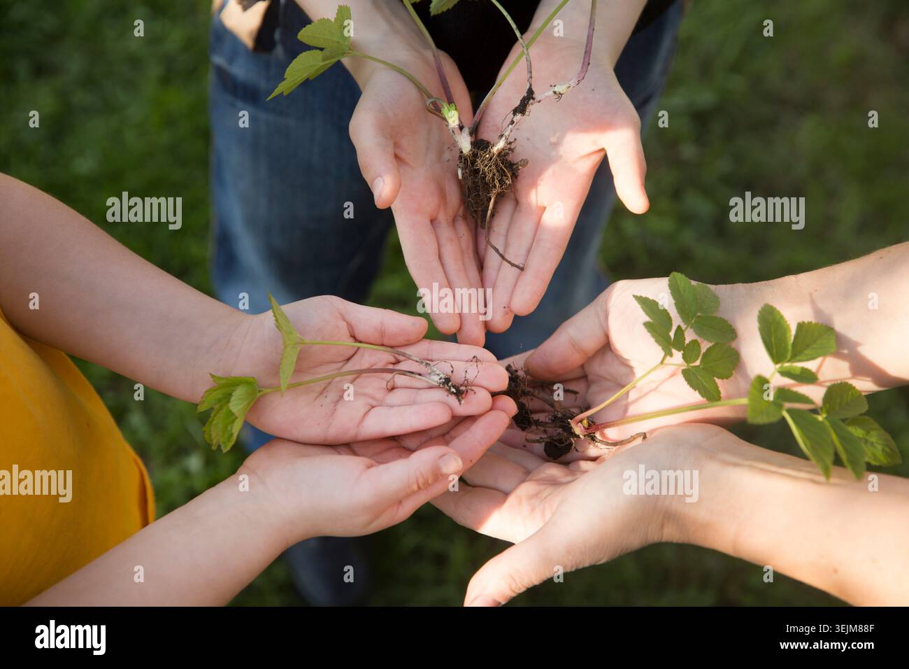 Konzept des Erdtags, Bio-Gartenbau, Ökologie. Die Hände eines Erwachsenen und eines Kindes halten die Setzlinge im Garten an einem Frühlingstag Stockfoto