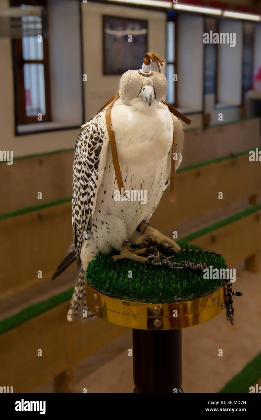 Falken für die Jagd, Falcon Souq, Altstadt von Doha, Souq Waqif, Katar Stockfoto