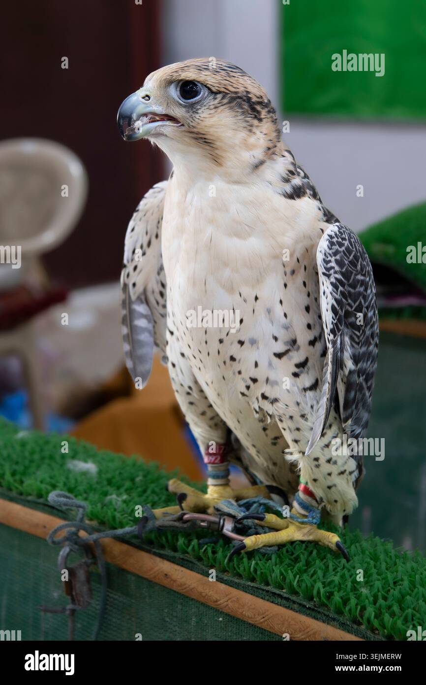 Falken für die Jagd, Falcon Souq, Altstadt von Doha, Souq Waqif, Katar Stockfoto