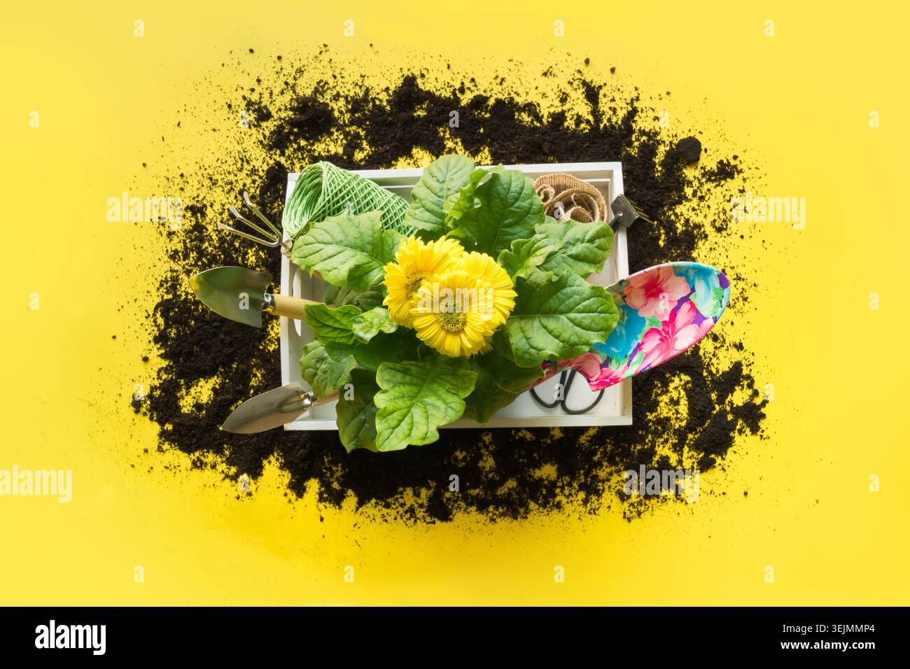 Garten-Hintergrund mit Gerbera, Maut und Blumen Pflanzen in Box auf gelb. Stockfoto