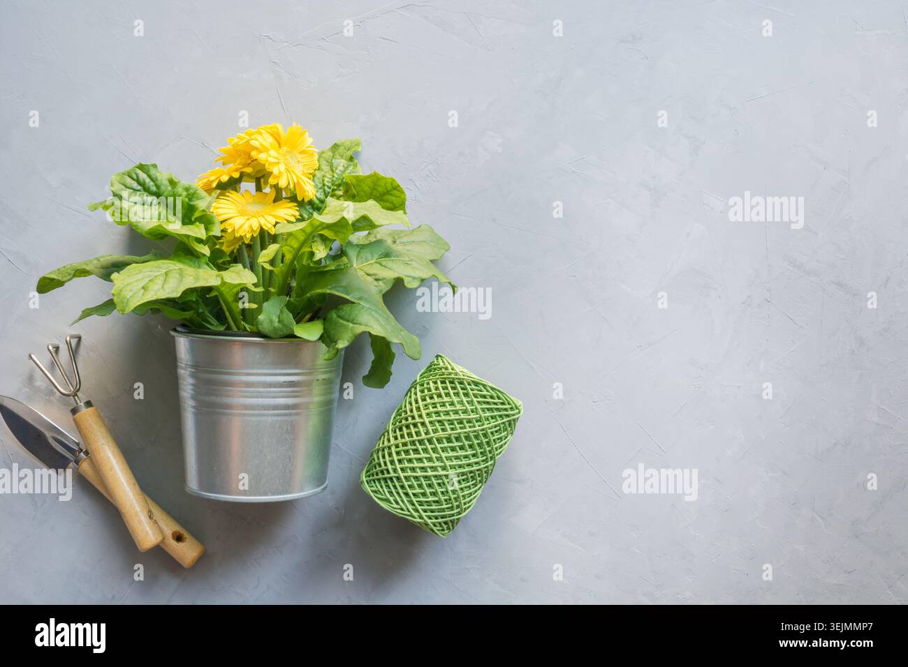 Gartenhintergrund mit gelber Gerbera, Gartengebühren Stockfoto