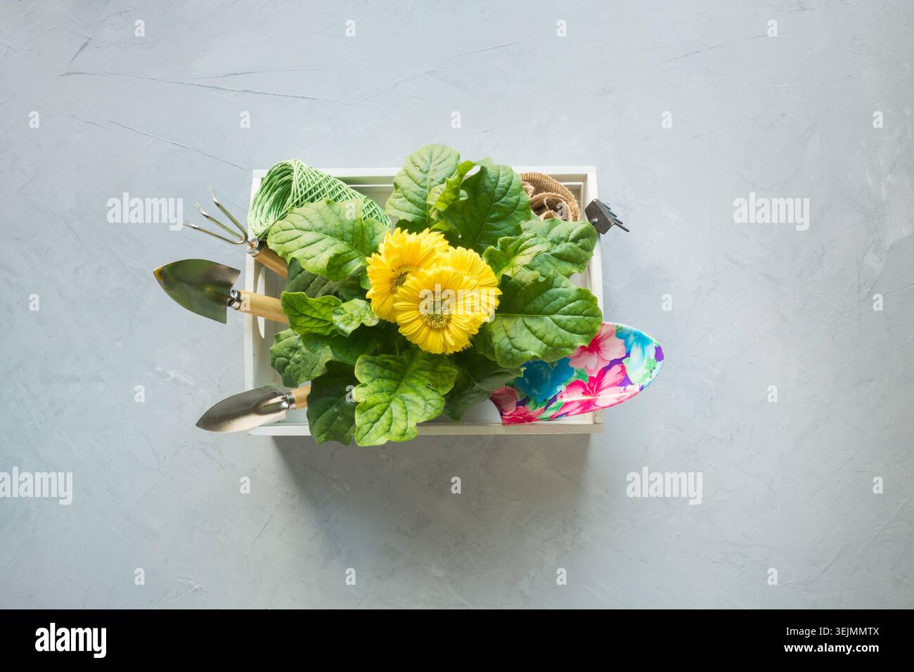 Gartenhintergrund mit gelber Gerbera, Gartengebühren und Blumenpflanze Stockfoto